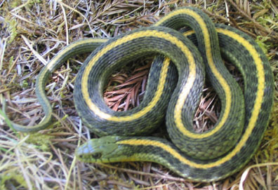 Santa Cruz Garter Snake